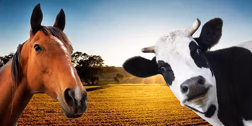 Easter Sunday Cattle Clinic