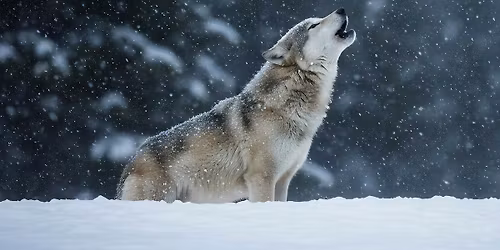 Full Moon: Wolf Walk