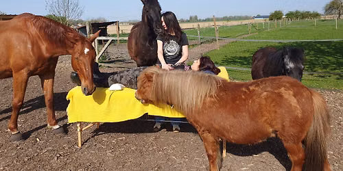 Les Equi-Soins "Quand l'Energie rencontre l'instinct"