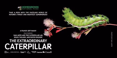 OWLS: The Extraordinary Caterpillar