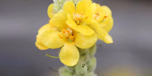 Winter coughs - Mullein and Elecampane