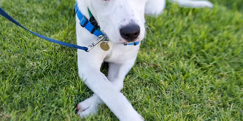 Dog Training: Calm, Cool, and Collected (Oakland)