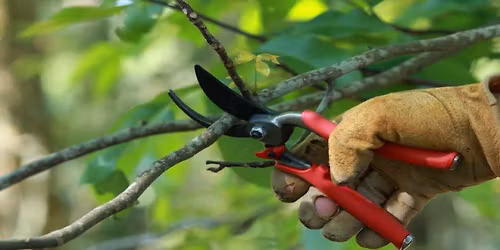 Tree Pruning