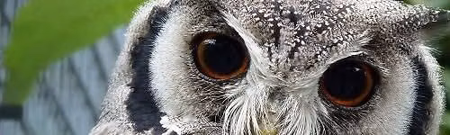 Animal Encounter with Kirkleatham Owl Centre