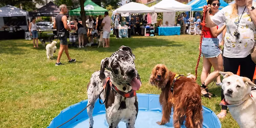Fairfield Dog Days 2026