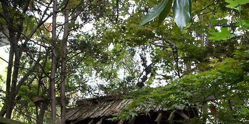 The 37th Annual Oakwood Garden Tour