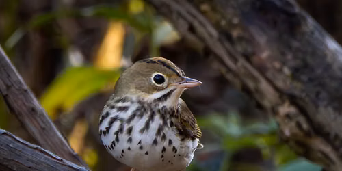Urban Bird Walk: Lakefront Migration
