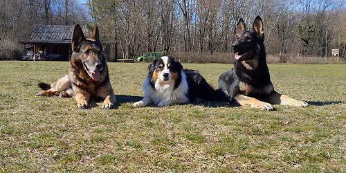 IGP Munkakutya vizsga BH., IBGH 1-3., IGP 1-3., IFH 1-3. szinteken.