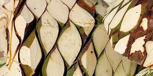 Apotheke Academy - SPIRITS OF MEXICO