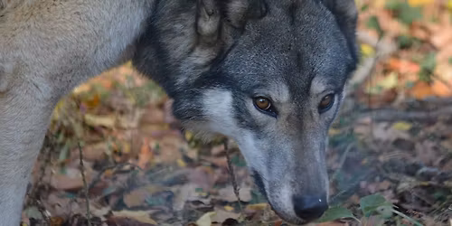 Full Moon Fundraiser- Beaver Moon