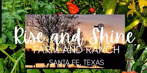 Rise and Shine at Piquet Fence