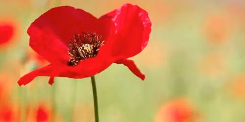 Remembrance Sunday Service