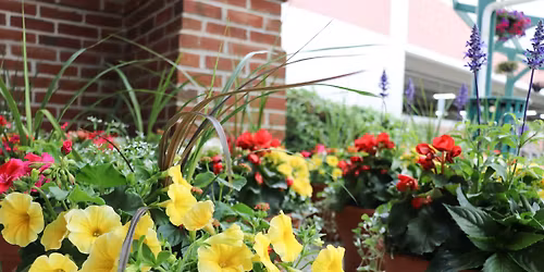 Spring Flower Sale