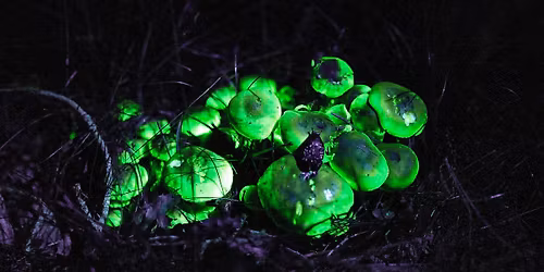 Illuminate: Biofluorescence in Nature