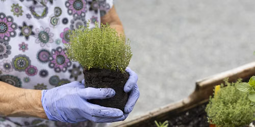Growing and Enjoying Herbs in Florida