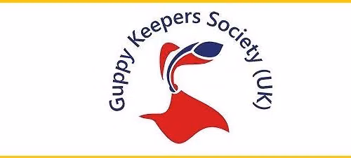 GKS (UK) LEAGUE GUPPY PAIRS SHOW.