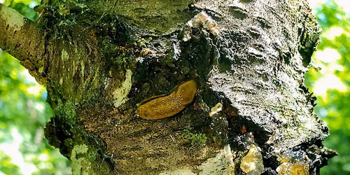 Wild Families: "Creepy" Crawly Critters 