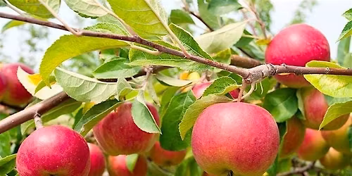 Summer Fruit Tree Pruning - Woodcroft Library & Neighbourhood Centre