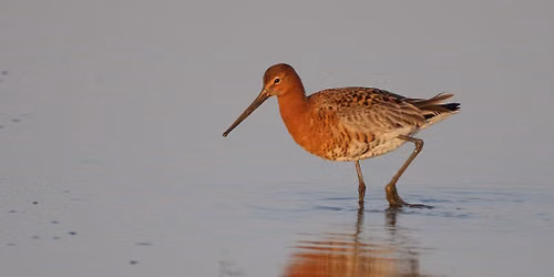 "What's that Wader?" ID masterclass, at RSPB Frampton