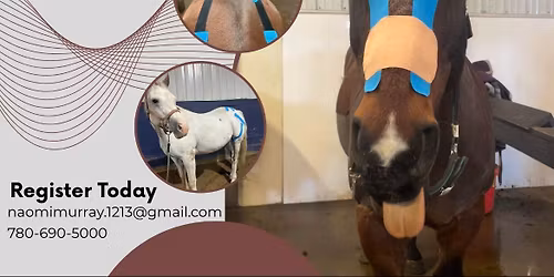 Equine Kinesiology Taping Clinic