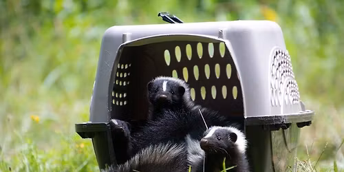 Backyard Wildlife - Safety & Rehabilitation with Raven Ridge