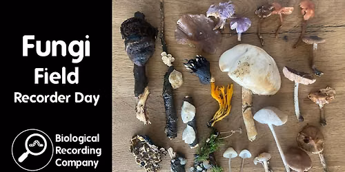 Fungi Field Recorder Day