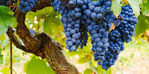 \u30d3\u30b9\u30c8\u30ed\u30fb\u30a8\u30ac\u30ea\u30c6\u3067\u306e\u300c\u30ab\u30d9\u30eb\u30cd\u30fb\u30bd\u30fc\u30f4\u30a3\u30cb\u30e8\u30f3\u306e\u4f1a\u300d