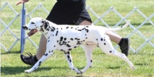 GPDC AKC Designated Specialties