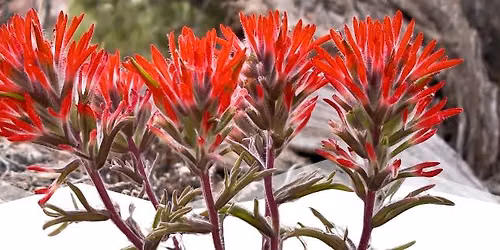Local Plant Walk