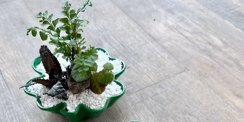 Succulents and Shenanigans 