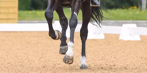 British Dressage P- E