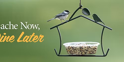 Caching & Stashing: The Secret Lives of Songbirds in Fall