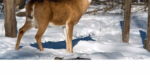 Deer Detectives, Children's Program, $4 per child upon arrival