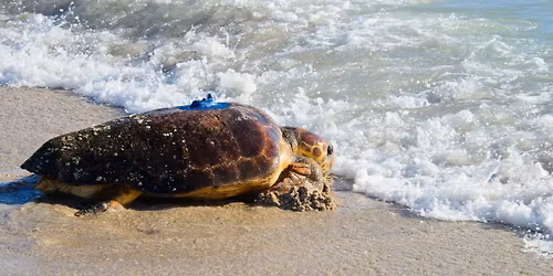 Public Sea Turtle Release