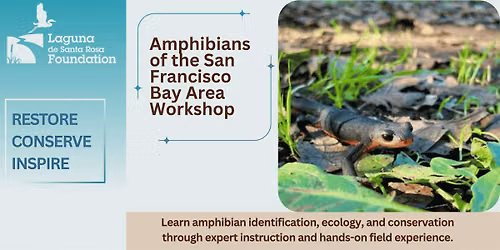 Amphibians of the San Francisco Bay Area Workshop