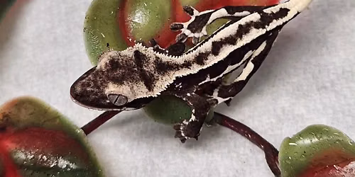 Western Maryland Reptile Show