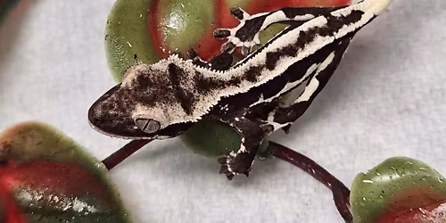 Western Maryland Reptile Show