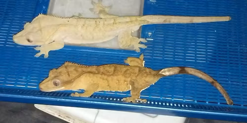 Western Maryland Reptile Show