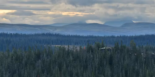 En kv\u00e4ll om skogen och den livsviktiga biologiska m\u00e5ngfalden