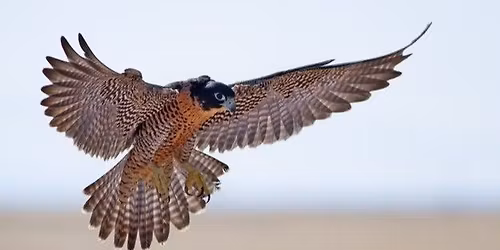 LiveWell Nature Exploration: Birding on Wisconsin Point