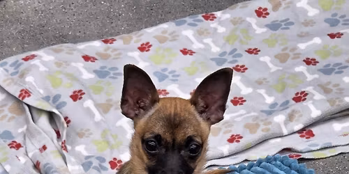 Meet and Greet 1843 Marketplace Dr SE, Caledonia, MI 49316