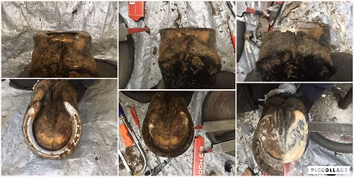 Equine Trim & Pathology Clinic