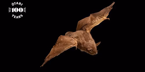 All about our ancient bats