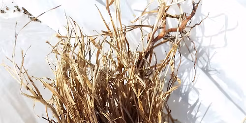 June Meeting - Optimal Soil Production