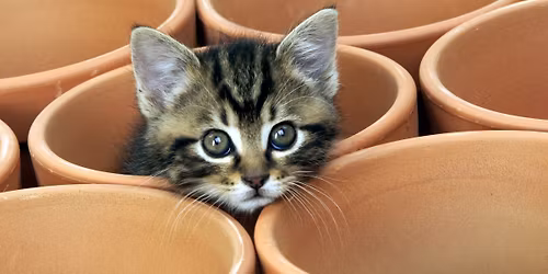 Pottery Class with Kitties
