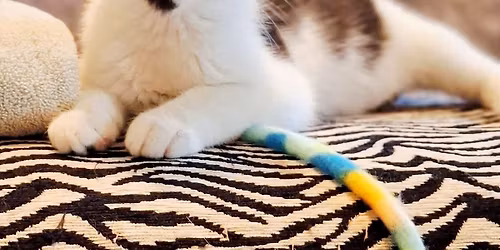 CAT AND KITTEN ADOPTION EVENT