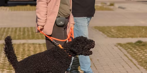 Hondenwandelingen in Arnhem