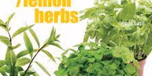 CLASS--Lemon Herbs to Grow and Cook