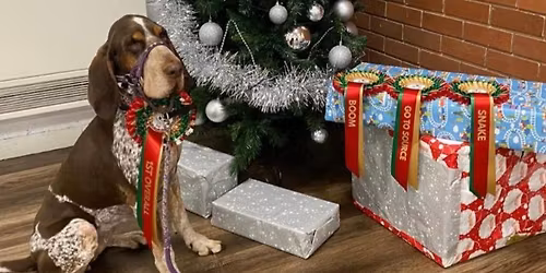 Nose work games Christmas Competitions levels 2 & 4