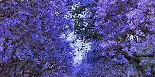 Whooohoo it's the 40th Reunion of the Peeps that Matriculated in 1985 !!! All Lyttletonians welcome 